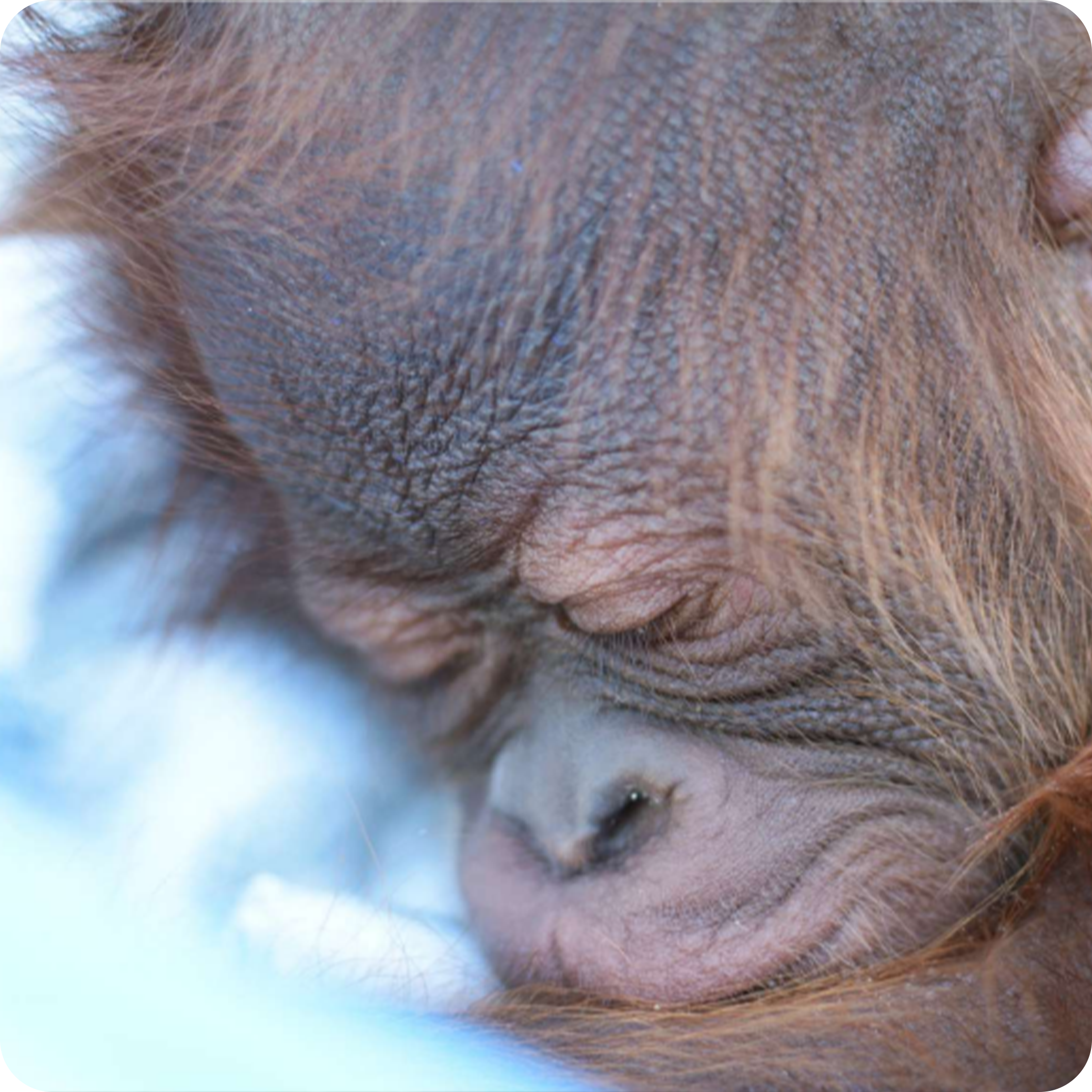 Borneo